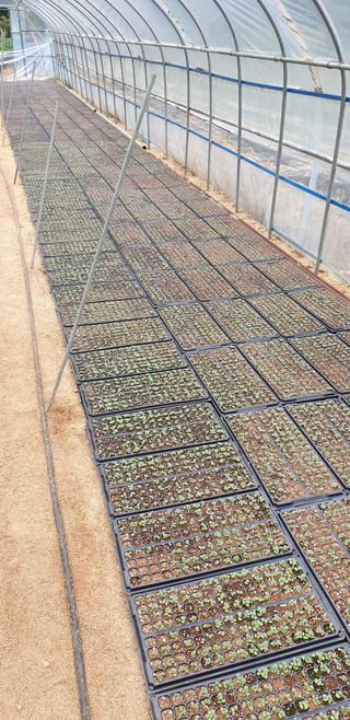 알 수 없음님의 들깨 · 영농일지 작성글 사진