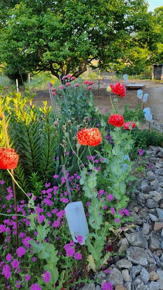 생강차님의 팜모닝 · 출석 작성글 사진