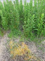 팜모닝 기타작물·병해충상담 게시글 이미지