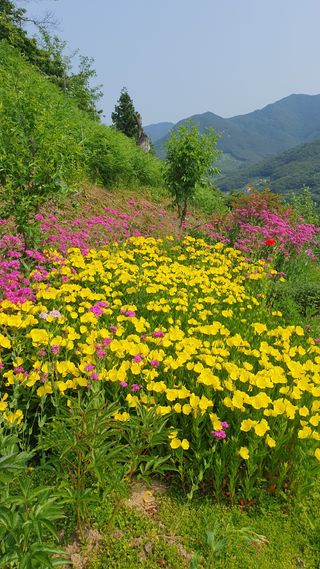 다온아띠농원 장현호님의 자유주제 · 자유게시판 작성글 사진
