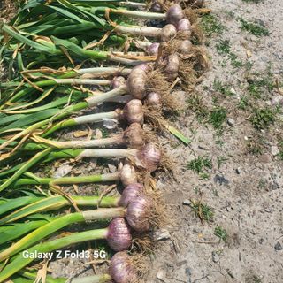 아림농장 대저2동 님의 자유주제 · 자유게시판 작성글 사진