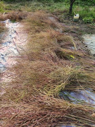 매실향기차향기님의 자유주제 · 자유게시판 작성글 사진