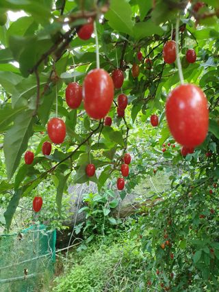 매실향기차향기님의 자유주제 · 자유게시판 작성글 사진