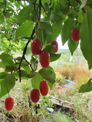 매실향기차향기님의 자유주제 · 자유게시판 작성글 사진