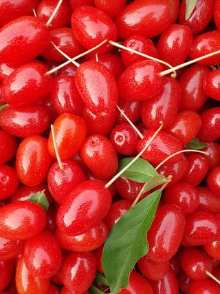 매실향기차향기님의 자유주제 · 자유게시판 작성글 사진