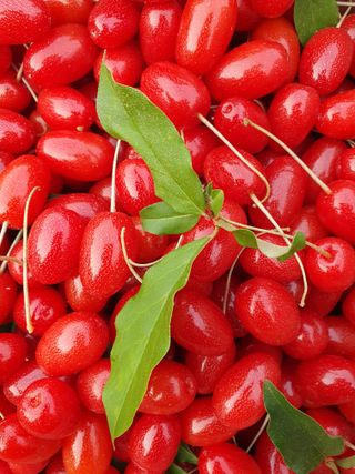 매실향기차향기님의 자유주제 · 자유게시판 작성글 사진