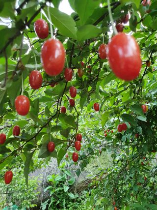 매실향기차향기님의 자유주제 · 자유게시판 작성글 사진