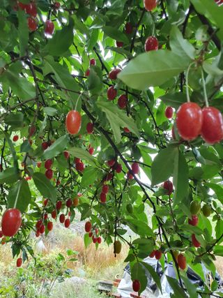 매실향기차향기님의 자유주제 · 자유게시판 작성글 사진