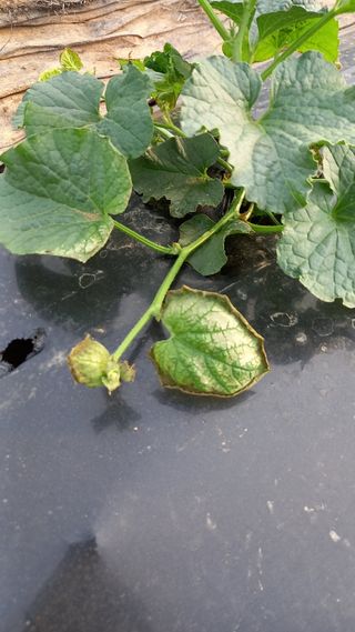 이용주 님의 농사, 무엇이든 물어보세요! · 참여글 작성글 사진