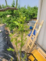 팜모닝 기타작물·병해충상담 게시글 이미지