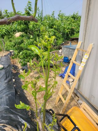 이상열님의 기타작물 · 병해충상담 작성글 사진