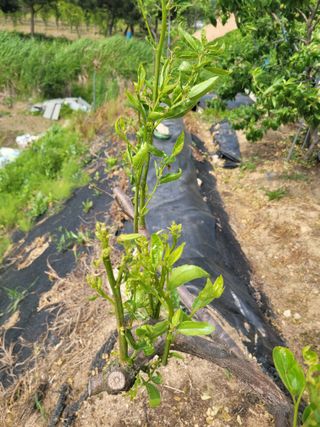 이상열님의 기타작물 · 병해충상담 작성글 사진