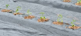 이상직님의 고추 · 영농일지 작성글 사진