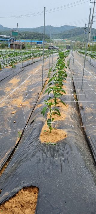 이상직님의 고추 · 영농일지 작성글 사진