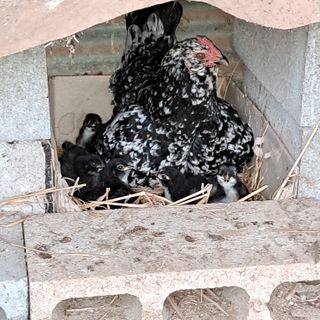 bpjh9173님의 선도농가에 선정된 소감은? · 참여글 작성글 사진