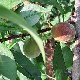 bpjh9173님의 선도농가에 선정된 소감은? · 참여글 작성글 사진