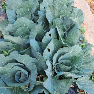 bpjh9173님의 선도농가에 선정된 소감은? · 참여글 작성글 사진