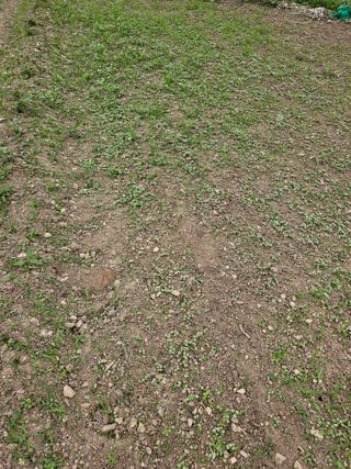 오나윤님의 들깨 · 영농일지 작성글 사진