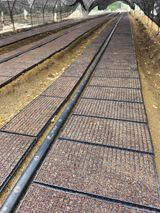 팜모닝 파·영농일지 게시글 이미지