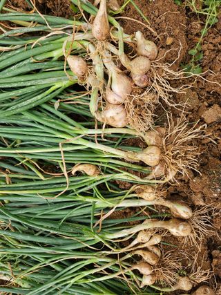 원머루 강낙도님의 파 · 영농일지 작성글 사진