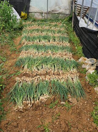 원머루 강낙도님의 파 · 영농일지 작성글 사진