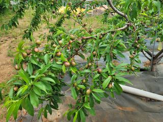 양금님의 복숭아 · 영농일지 작성글 사진