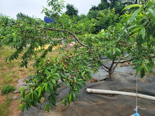 양금님의 복숭아 · 영농일지 작성글 사진