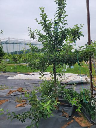 양금님의 사과 · 영농일지 작성글 사진