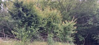 이현주(숲속의농원)님의 자유주제 · 자유게시판 작성글 사진