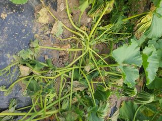 마중물님의 호박 · 병해충상담 작성글 사진