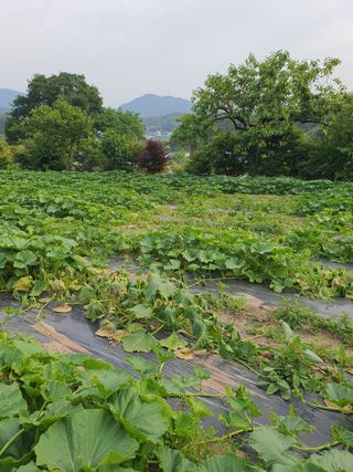 마중물님의 호박 · 병해충상담 작성글 사진