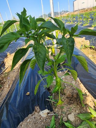 한탄강님의 자유주제 · 자유게시판 작성글 사진