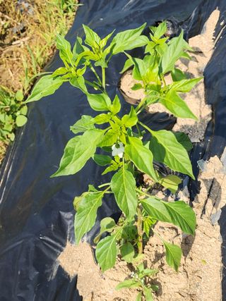 한탄강님의 자유주제 · 자유게시판 작성글 사진