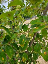 팜모닝 배·병해충상담 게시글 이미지