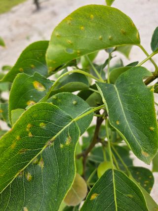 최기덕님의 배 · 병해충상담 작성글 사진