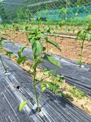 예언자님의 고추 · 병해충상담 작성글 사진