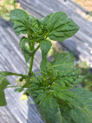 예언자님의 고추 · 병해충상담 작성글 사진