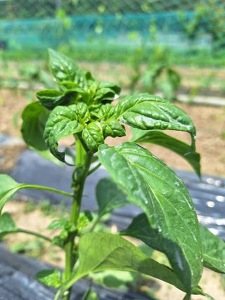 예언자님의 고추 · 병해충상담 작성글 사진