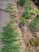 팜모닝 파·영농일지 게시글 이미지