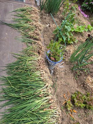 안가네(박민숙)님의 파 · 영농일지 작성글 사진