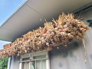 작은뜰 농원님의 작성글 사진