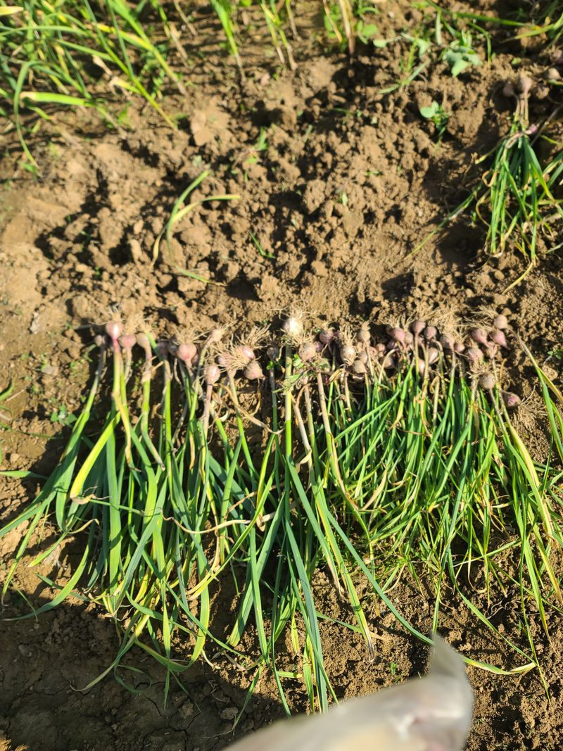작은뜰 농원님의 장터 판매 상품 [마늘(50 개 중 ) 판매완료] 첨부 사진