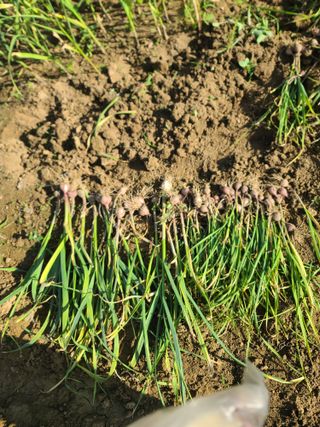 작은뜰 농원님의 작성글 사진