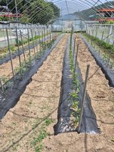 팜모닝 고추·영농일지 게시글 이미지