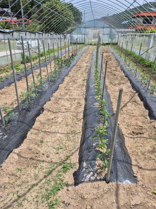 안가네(박민숙)님의 고추 · 영농일지 작성글 사진