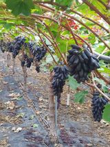 팜모닝 · 게시글 이미지