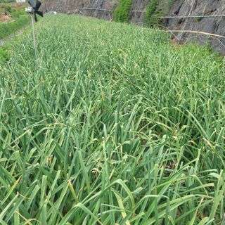 ,kim님의 마늘 · 마늘 쪽 비대기 작성글 사진