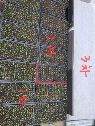박병철님의 참깨 · 영농일지 작성글 사진