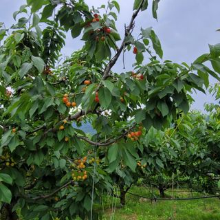 마산쌀재골체리님의 자유주제 · 자유게시판 작성글 사진