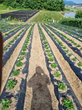 그린1505님의 콩 · 영농일지 작성글 사진